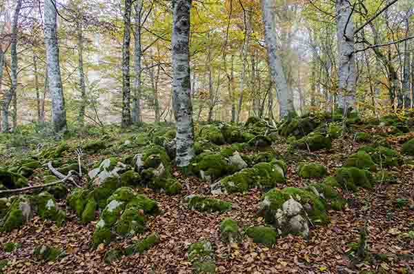 Reyno de Navarra - selva de Irati 34.jpg